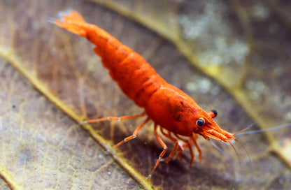 Orange Sunkist Neocaridina Shrimp