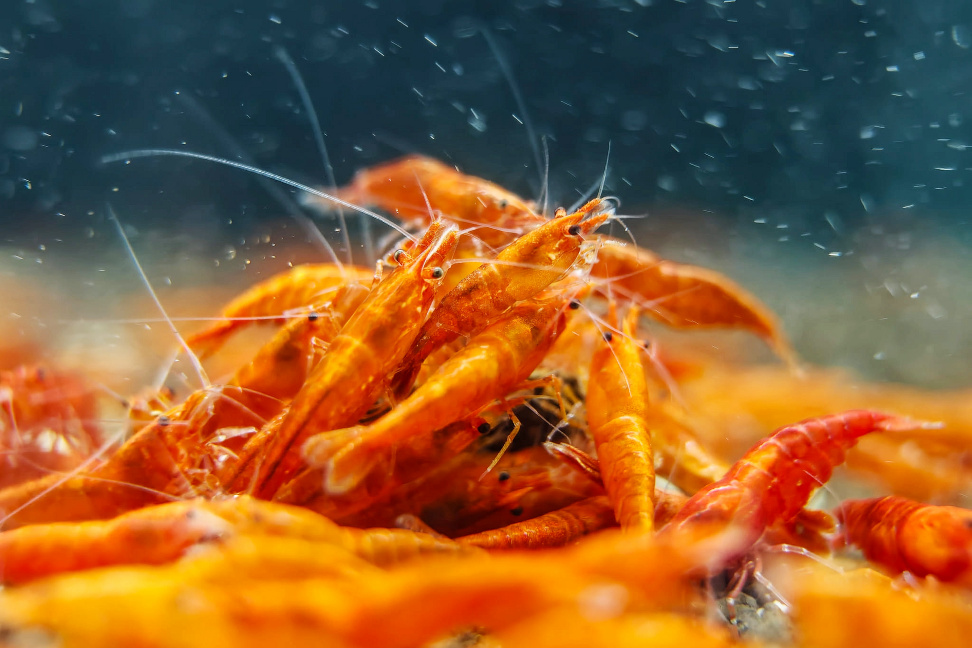 Orange Sunkist Neocaridina Shrimp