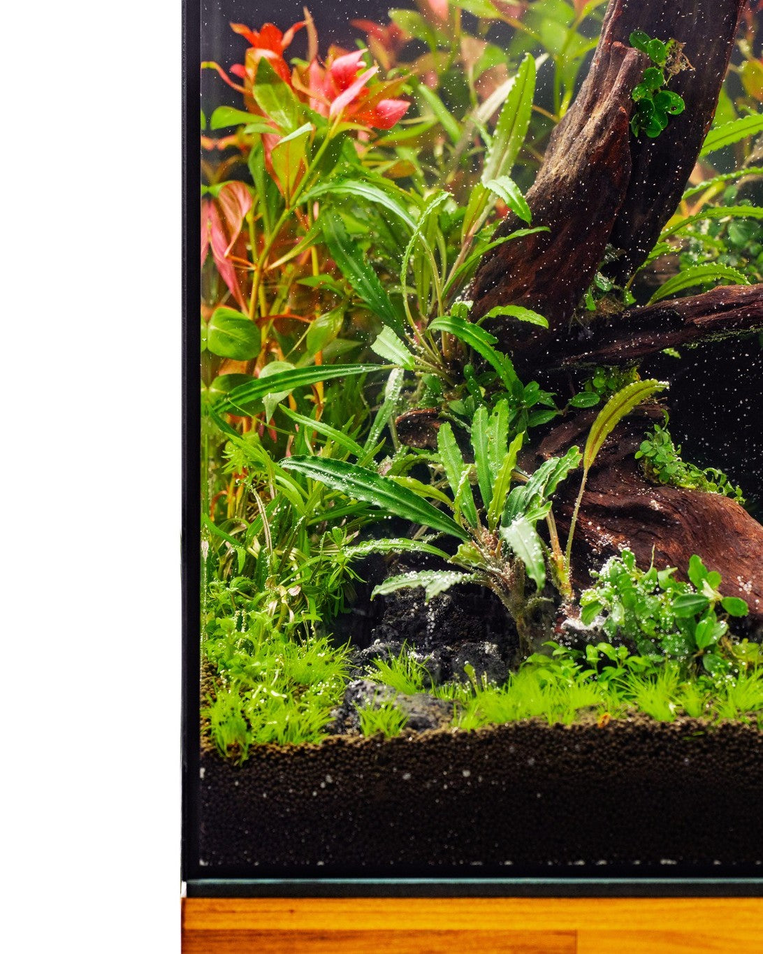 Pacific Driftwood | Prime Hardscape