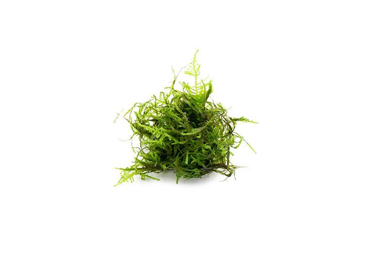 Aquatic Peacock Moss