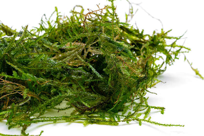 Aquatic Peacock Moss