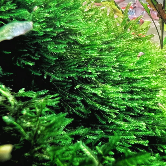 Aquatic Peacock Moss