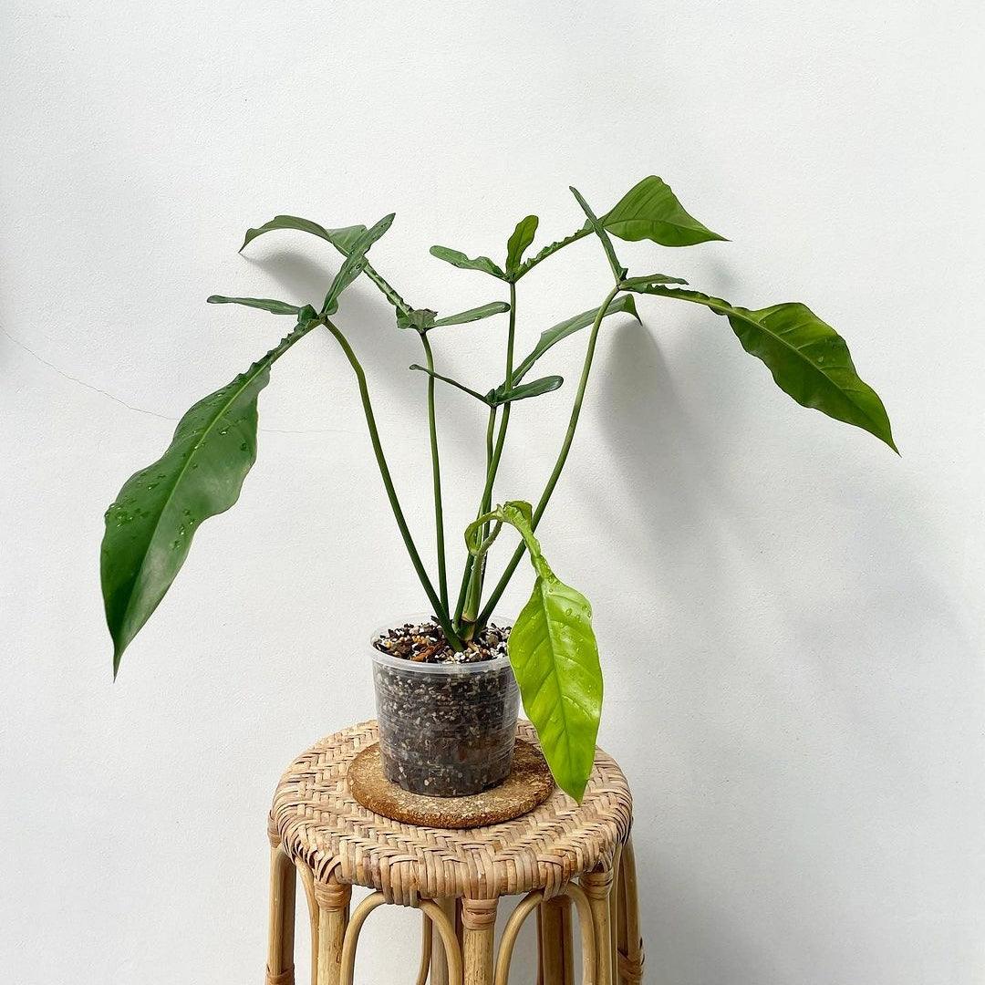 Philodendron Joepii Tissue Culture Plant