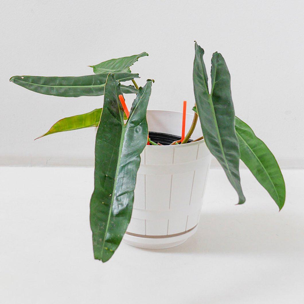 Philodendron Billietiae Tissue Culture Plant