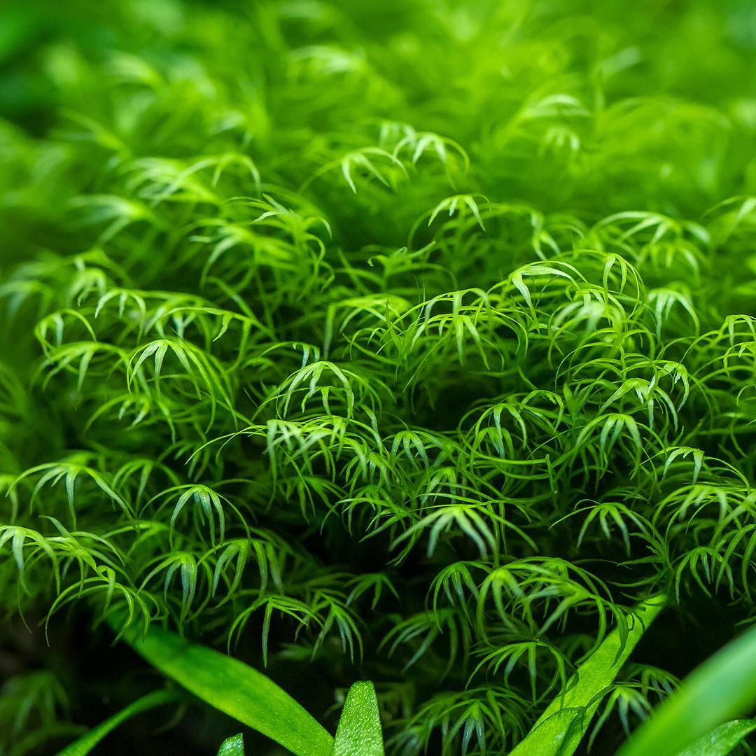 Phoenix Moss (Fissidens Fontanus)