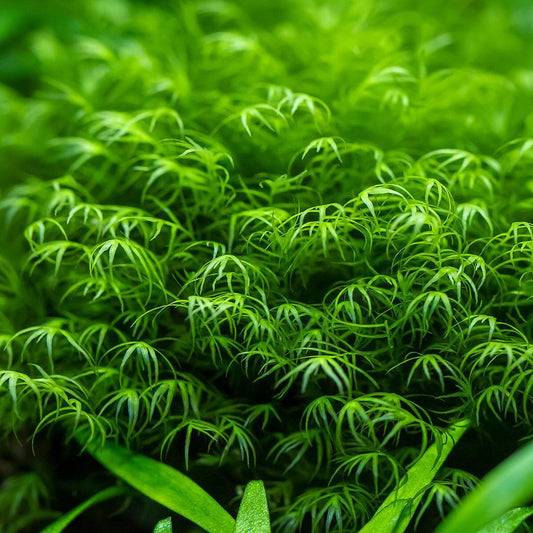 Phoenix Moss (Fissidens Fontanus)