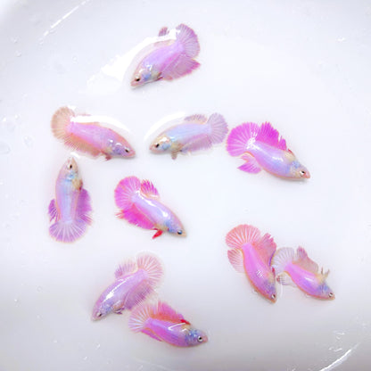 Pink Halfmoon Female Betta Fish