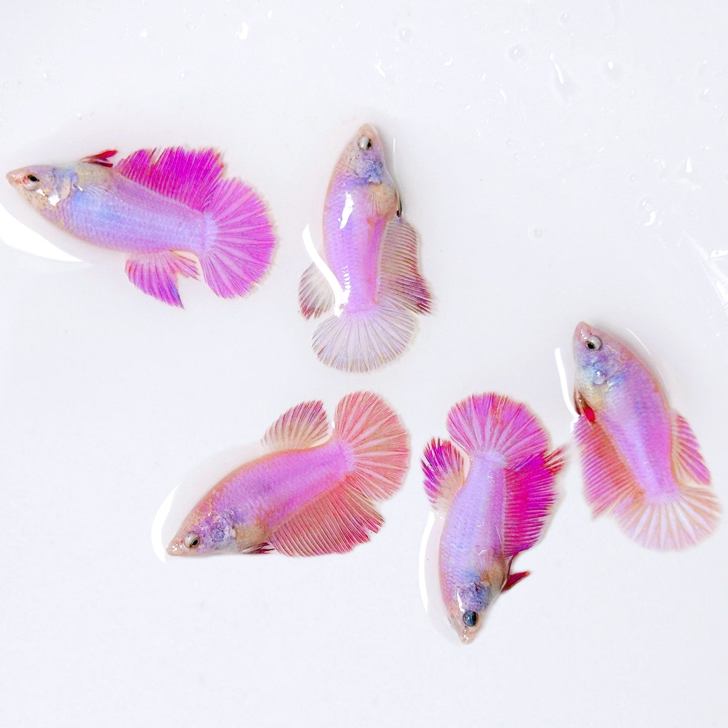 Pink Halfmoon Female Betta Fish