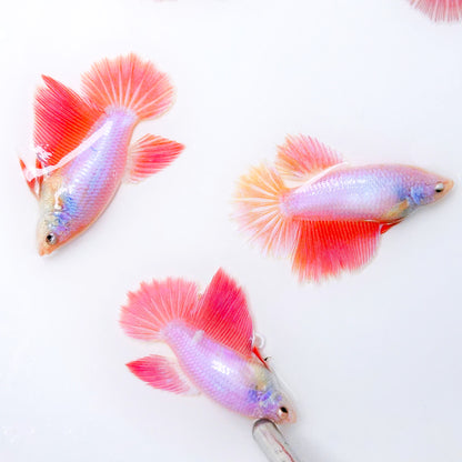 Pink Sakura Halfmoon Female Betta Fish