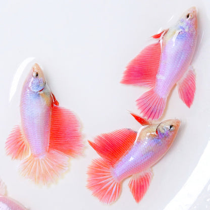 Pink Sakura Halfmoon Female Betta Fish