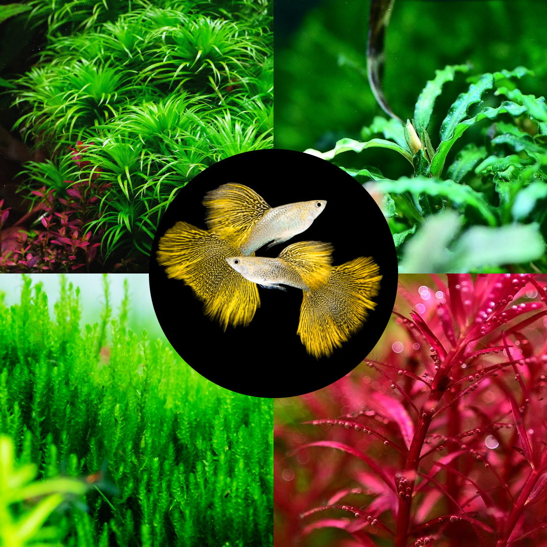 Plant Package for Fancy Guppy Fish Tank