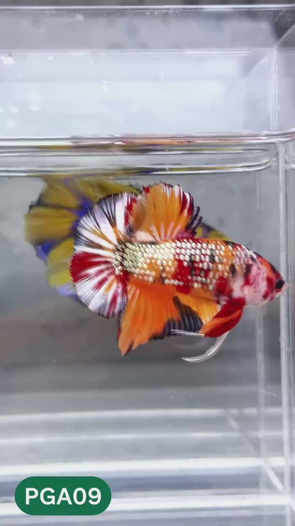 King Giant Plakat Male Betta Fish | You Pick Fish | High Grade