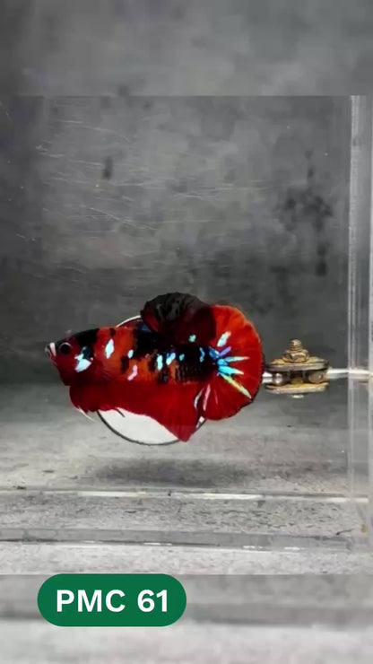 Multicolor Plakat Male Betta Fish |Show Grade|  You Pick Fish