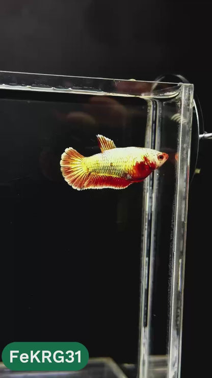 Koi Red Gold Female Betta Fish | You Pick Fish | High Grade