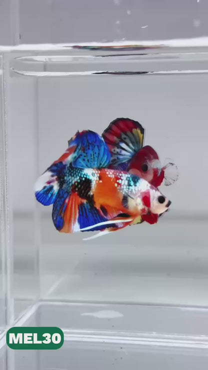 Metallic Plakat Betta Fish | You Pick Betta | Exotic Fish