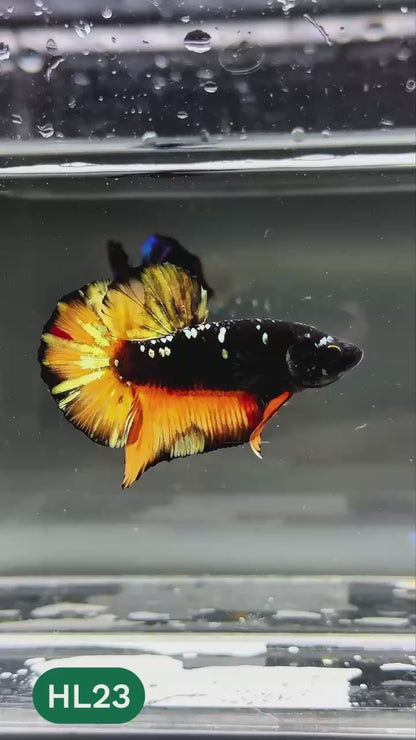 Dark Flame Hellfire Plakat Male Betta Fish | You Pick Fish | Exotic Betta