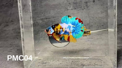 Multicolor Plakat Male Betta Fish |Show Grade|  You Pick Fish