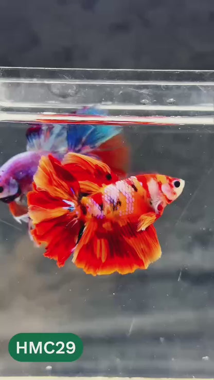 Multicolor Halfmoon Male Betta Fish | Order Directly From Farm | You Pick Fish