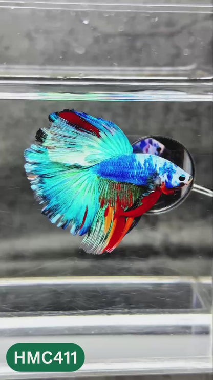 Multicolor Halfmoon Male Betta Fish | Order Directly From Farm | You Pick Fish