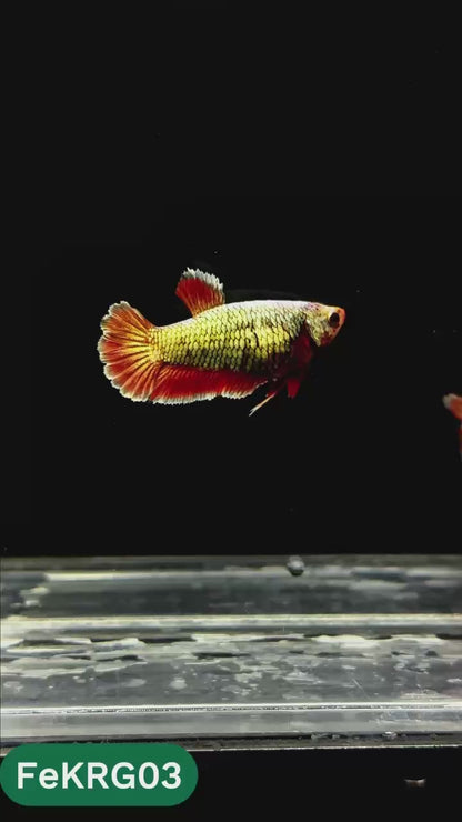 Koi Red Gold Female Betta Fish | You Pick Fish | High Grade