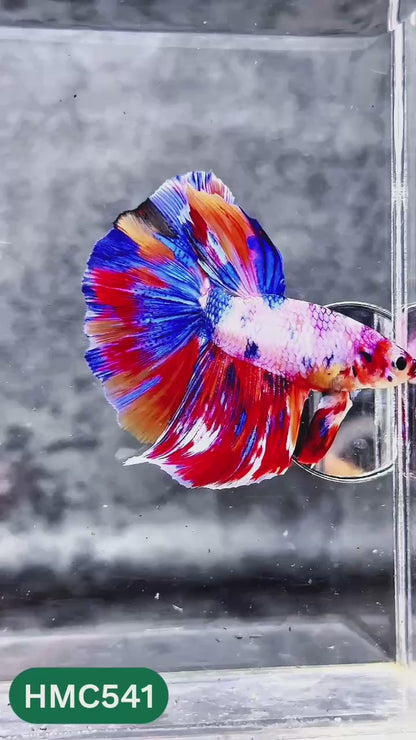 Nemo Halfmoon Male Betta Fish | Order Directly From Farm | You Pick Fish