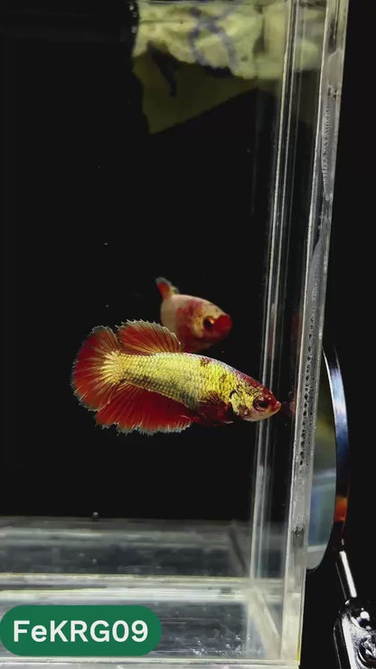 Koi Red Gold Female Betta Fish | You Pick Fish | High Grade