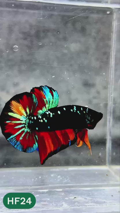 Dark Flame Hellfire Plakat Male Betta Fish | You Pick Fish | Rare Betta