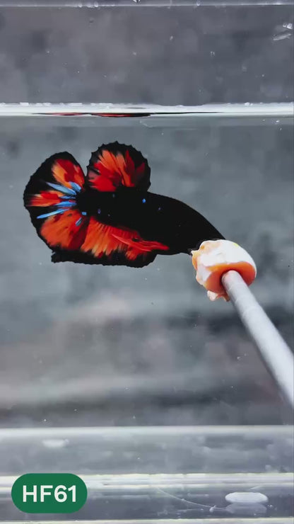 Dark Flame Hellfire Plakat Male Betta Fish | You Pick Fish | Exotic Betta