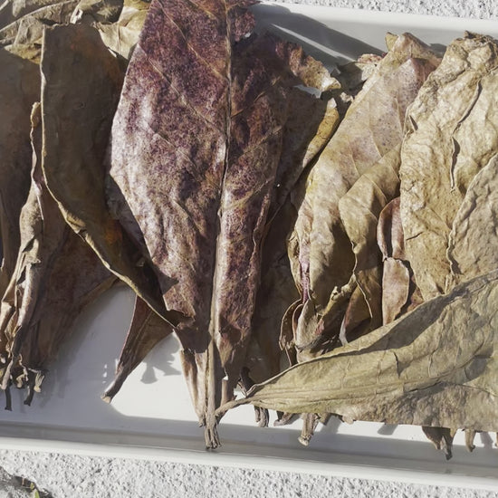  Dried Indian Almond Leaves