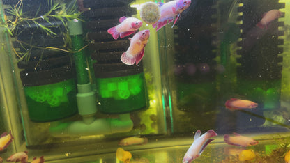 Neon Mix Female Betta Fish (Rare Color)