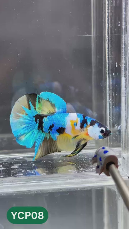 Koi Yellow Plakat Male Betta Fish | Show Grade | You Pick Fish