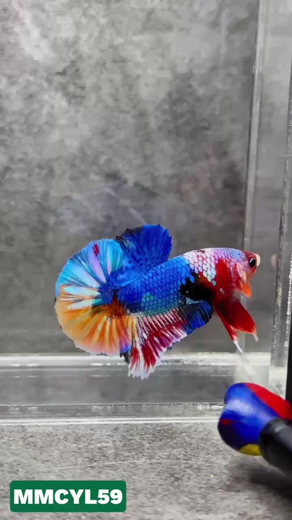 Multicolor Yellow Base Plakat Male Betta Fish | Order Directly From Farm|  You Pick Fish