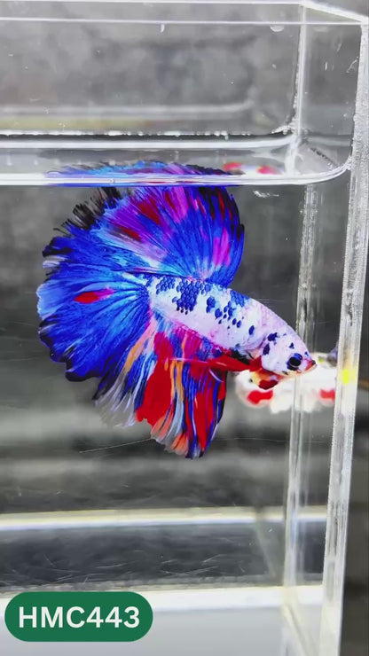 Multicolor Halfmoon Male Betta Fish | Order Directly From Farm | You Pick Fish