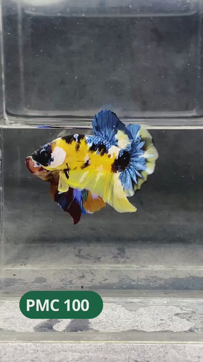 Koi Yellow Plakat Male Betta Fish | Show Grade | You Pick Fish