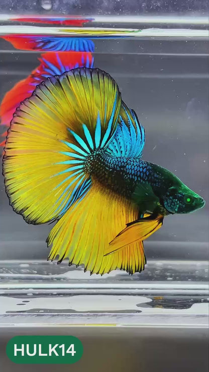 Black Hulk Halfmoon Male Betta Fish | You Pick Fish