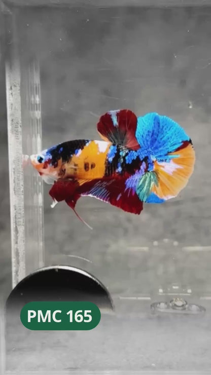 Multicolor Plakat Male Betta Fish |Show Grade|  You Pick Fish