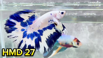 Blue Marble Dot Halfmoon Male Betta Fish | Order Directly From Farm | You Pick Fish