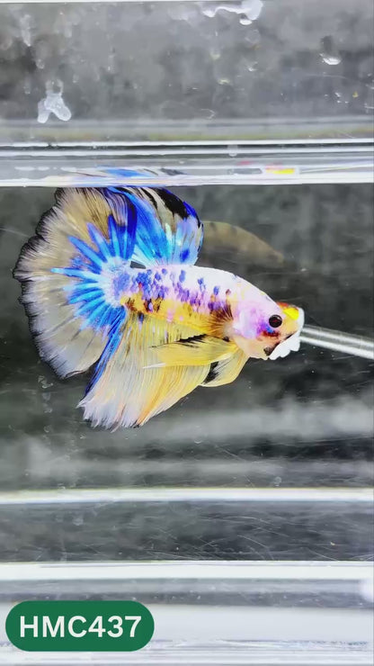 Multicolor Halfmoon Male Betta Fish | Order Directly From Farm | You Pick Fish