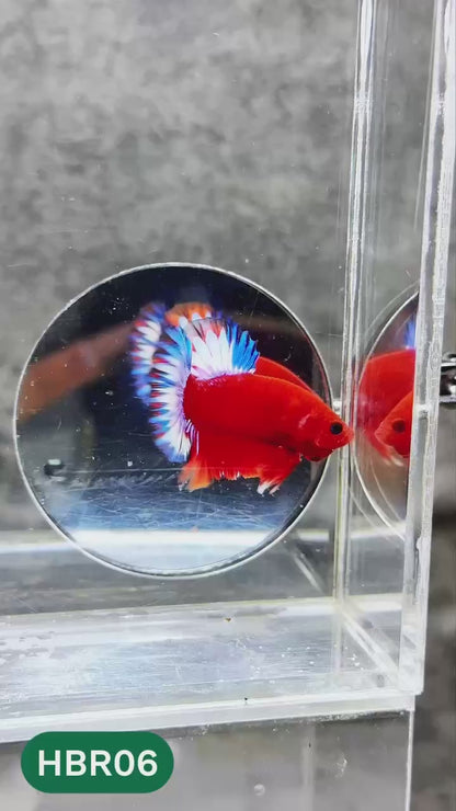 Hellboy Plakat Male Betta Fish | Order Directly From Farm | You Pick Fish