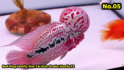 King Kamfa Flowerhorn Cichlid | You Pick Fish |