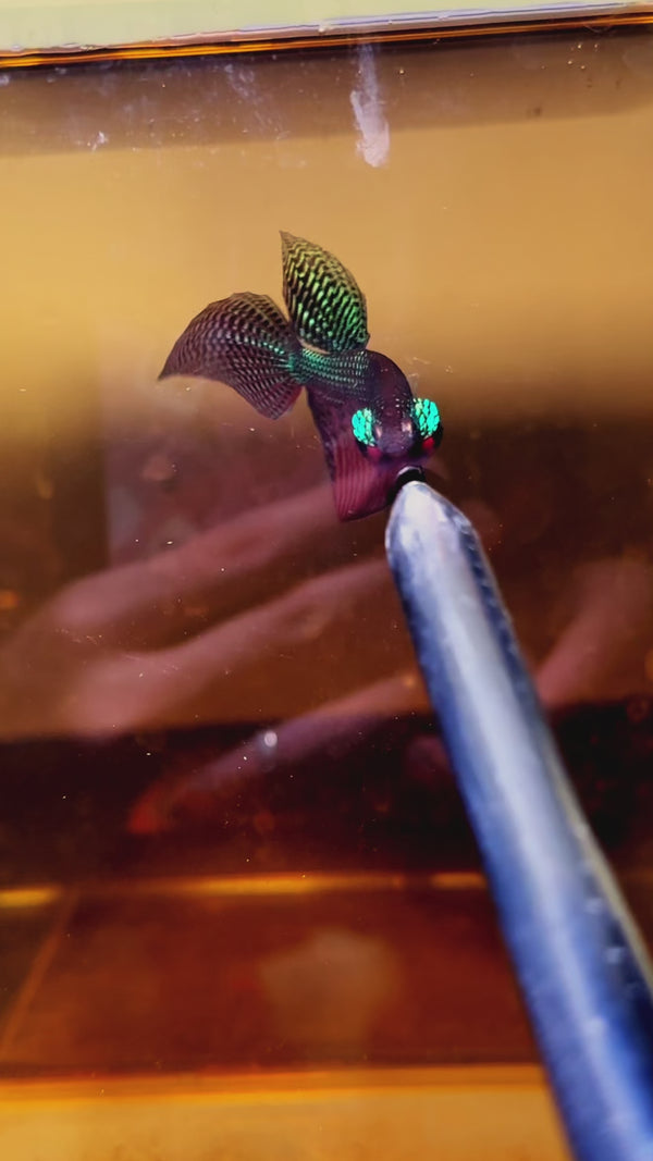 Wild Guitar Green Smaragdina Male Betta Fish — Swimming Video