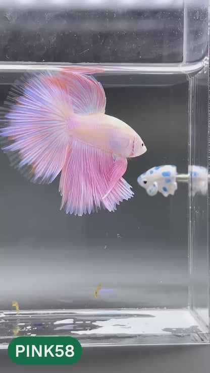 Pink Halfmoon Male Betta Fish | You Pick Fish | Order Directly From Farm