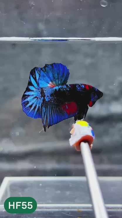 Dark Flame Hellfire Plakat Male Betta Fish | You Pick Fish | Exotic Betta