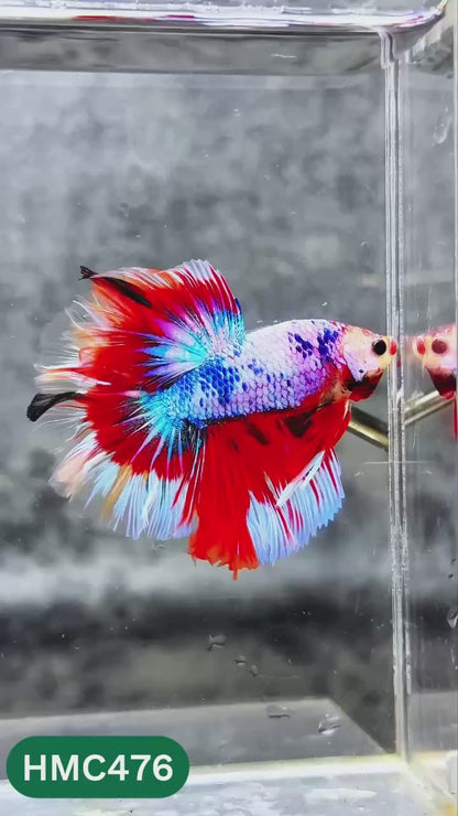 Multicolor Halfmoon Male Betta Fish | High Grade | Order Directly From Farm |  You Pick Fish |