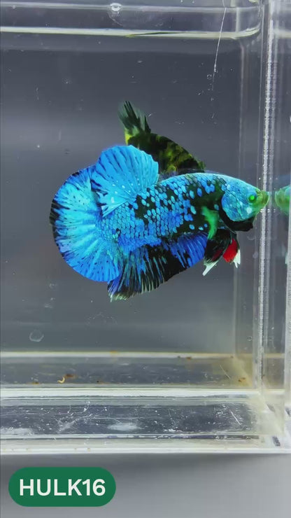 Galaxy Hulk Plakat Male Betta Fish | Exotic Grade | You Pick