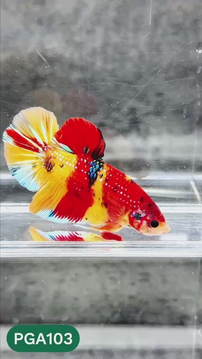 King Giant Plakat Male Betta Fish | You Pick Fish | High Grade