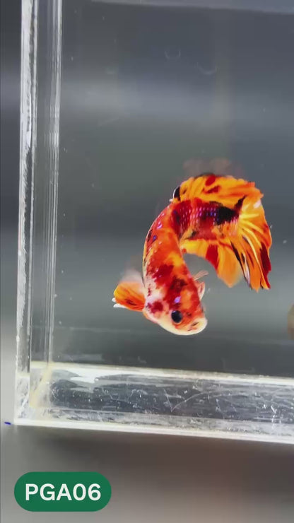King Giant Plakat Male Betta Fish | You Pick Fish | High Grade