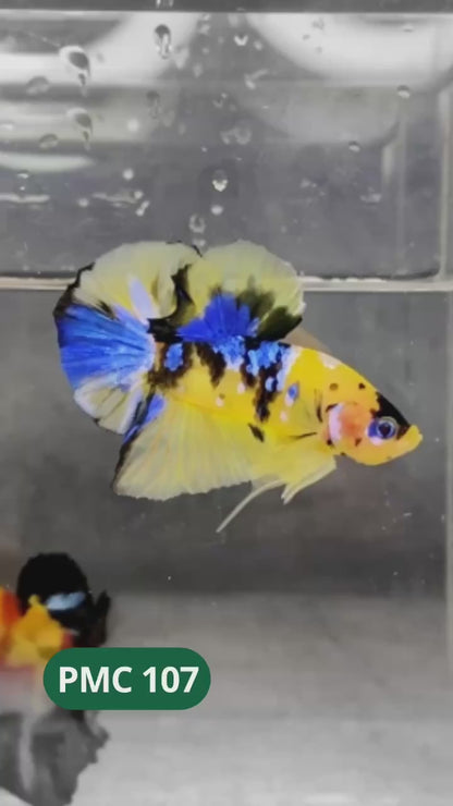 Koi Yellow Plakat Male Betta Fish | Show Grade | You Pick Fish