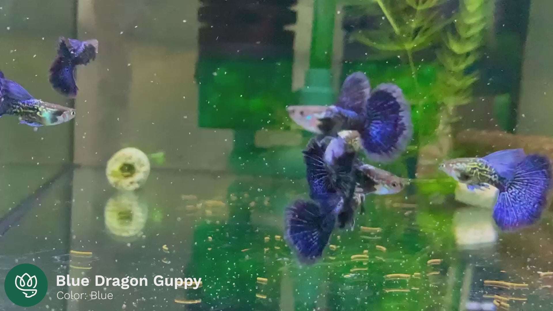 Blue Dragon Guppy Fish