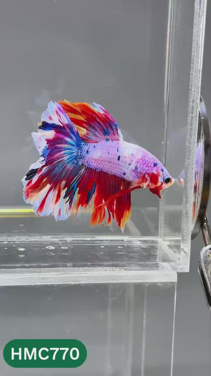 Nemo Halfmoon Male Betta Fish | Order Directly From Farm | You Pick Fish